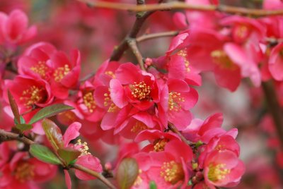 Chaenomeles japonica - kdoulovec japonský - květy